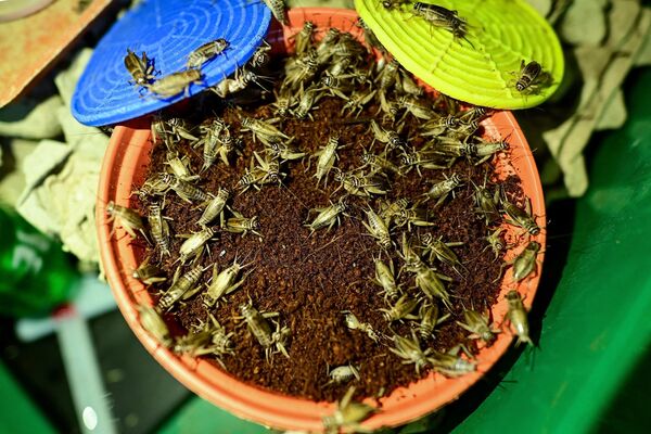 Для Таиланда сверчки и другие насекомые - привычный деликатес - Sputnik Грузия