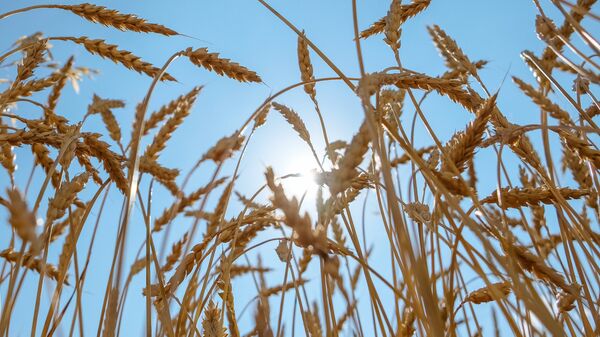 Пшеничное поле, архивное фото - Sputnik Грузия