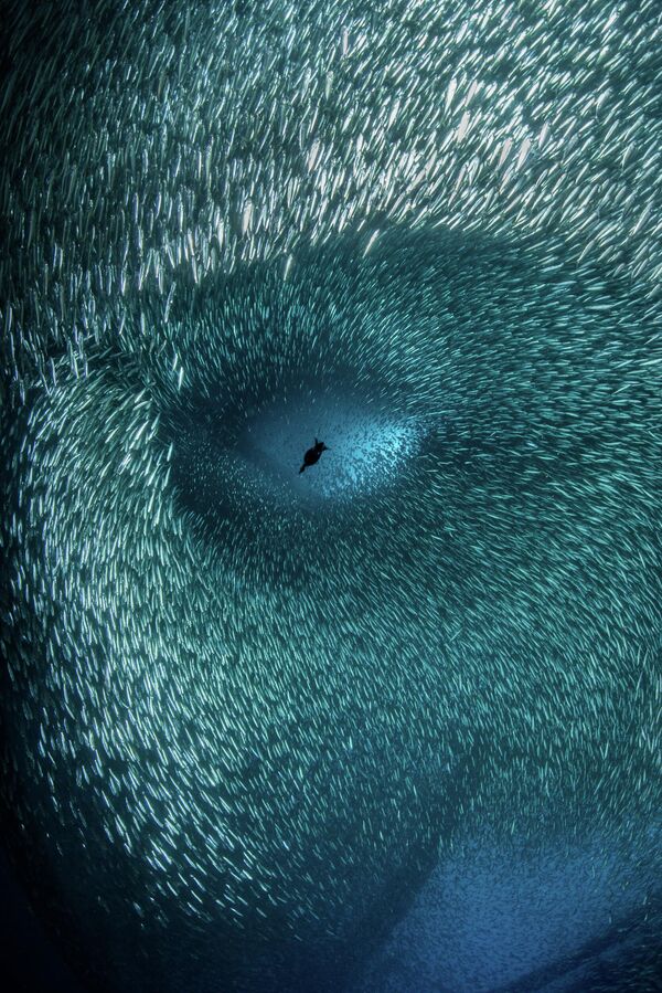 Снимок фотографа Брук Питерсон из США, занявший третье место в конкурсе Ocean Photographer of the Year 2022. Автор сфотографировала ныряющего с прибрежной нефтяной вышки баклана - Sputnik Грузия
