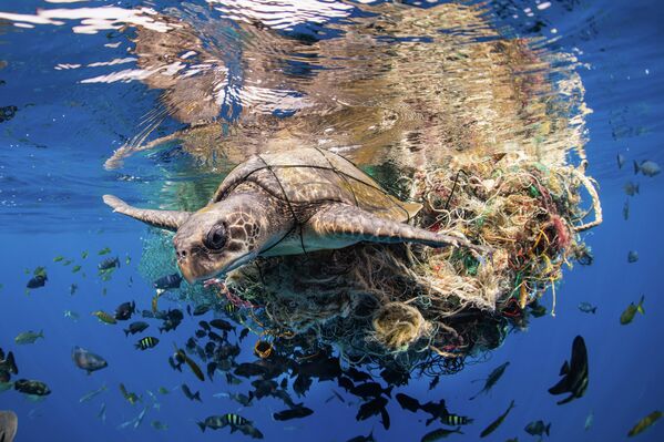 Снимок фотографа Саймона Лоренца, победивший в категории Ocean Conservation Photographer of the Year (IMPACT). На фото - морская черепаха, запутавшаяся в мусоре - Sputnik Грузия