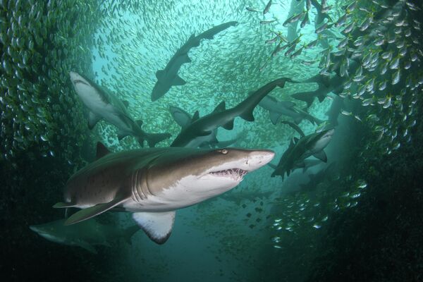 Снимок Николя Реми из Австралии. На фото стая опасных акул-нянек с острова Фиш-Рок - Sputnik Грузия