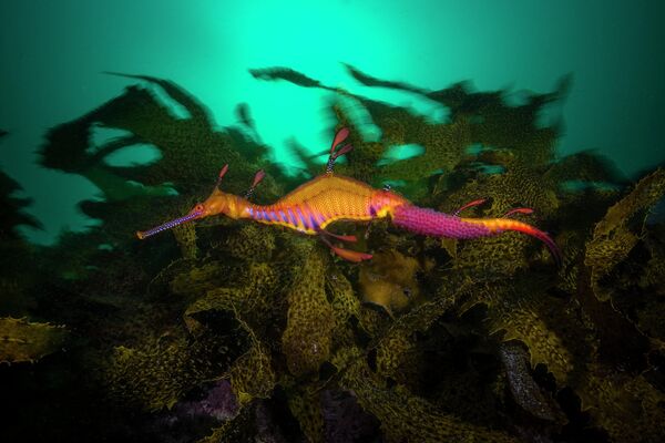 Снимок Матти Смита из Австралии. На фото лиственный морской дракон - Sputnik Грузия