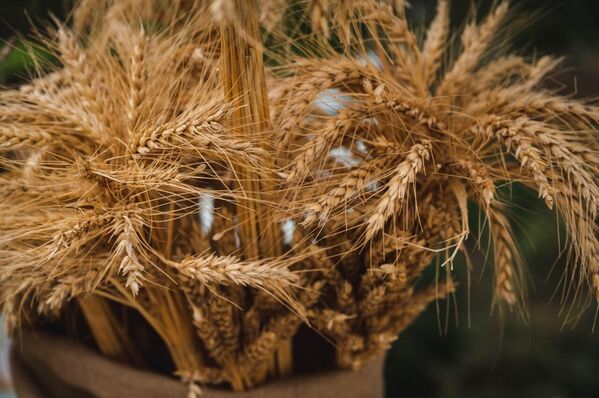 А пять из 20 известных сегодня миру видов пшеницы родом из Грузии - Sputnik Грузия