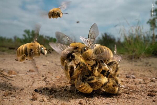 &quot;The big buzz&quot; американского фотографа Карин Айгнер. Используя макрообъектив, Карин запечатлела бурную деятельность пчел. Самцы сражаются за единственную самку в ​​центре жужжащего шара кактусовых пчел - Sputnik Грузия