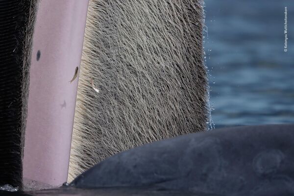 &quot;The beauty of baleen&quot; тайского фотографа Катаню Вуттичайтанакорн. Следуя правительственным инструкциям по туризму, туристический катер, на котором путешествовал Катаню, выключил двигатель, когда рядом появился кит. Фотографу трудно было держать руки неподвижно, чтобы запечатлеть эту композицию крупным планом, потому что лодка качалась на волнах - Sputnik Грузия