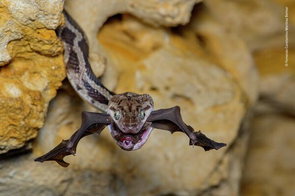 &quot;The bat-snatcher&quot; мексиканского фотографа Фернандо Константино Мартинес Белмар, победа в категории Behaviour: Amphibians and Reptiles. Используя красный свет, к которому и летучие мыши, и змеи менее чувствительны, Фернандо следил за этой юкатанской крысиной змеей, высовывающейся из трещины - Sputnik Грузия