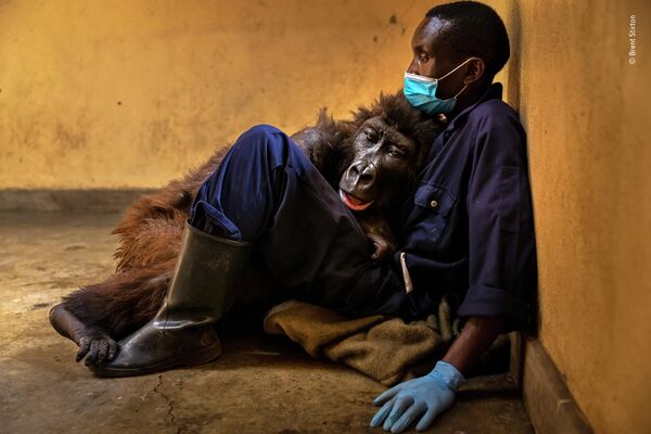 &quot;Ndakasi’s passing&quot; южноафриканского фотографа Брента Стиртона, победа в категории Photojournalism. Брент сфотографировал умирающую гориллу Ндакаси после того, как вся ее стая была жестоко убита боевиками горнодобывающих компаний, заинтересованными в природных ресурсах района. На фото она лежит на руках своего спасителя 13-летнего рейнджера, охраняющего природный парк, Андре Баумы - Sputnik Грузия