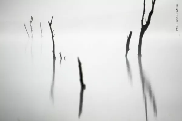 &quot;Out of the fog&quot; испанского фотографа Исмаэля Домингеса Гутьерреса, победа в категории 11-14 Years. Когда Исмаэль добрался до заболоченной местности, он был разочарован тем, что не мог видеть дальше нескольких метров, и, конечно же, у него не было никакой надежды увидеть хищную птицу скопу, которую он хотел сфотографировать. Но когда туман начал рассеиваться, открылась возможность для этой поразительной композиции - Sputnik Грузия