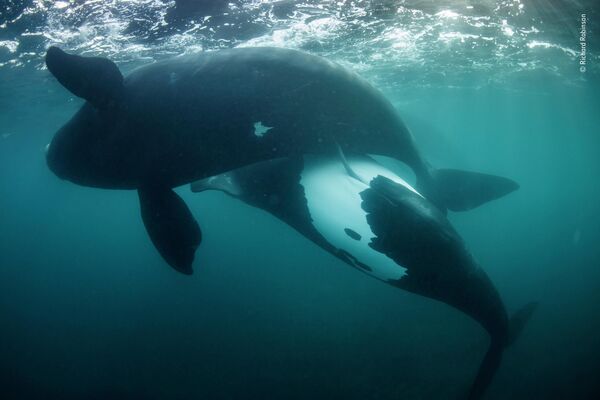 &quot;New life for the tohorā&quot; новозеландского фотографа Ричарда Робинсона, победа в категории Oceans: The Bigger Picture. Ричард Робинсон запечатлел момент совокупления пары китов, которая выжила, несмотря ни на что  - Sputnik Грузия