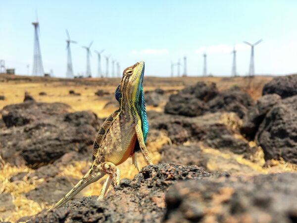 Снимок &quot;Ящерицы и ветряные мельницы&quot; индийского фотографа Сандеша Кадура, занявший первое место в категории &quot;Климат&quot; в конкурсе The Nature Conservancy 2022 - Sputnik Грузия