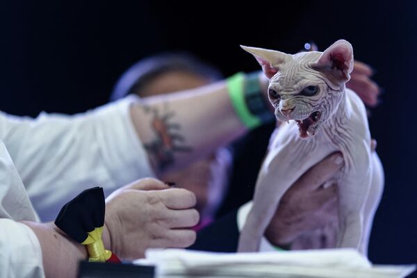 Судья оценивает кошку породы сфинкс во время ежегодного конкурса самых красивых кошек в мире в Бельгии - Sputnik Грузия