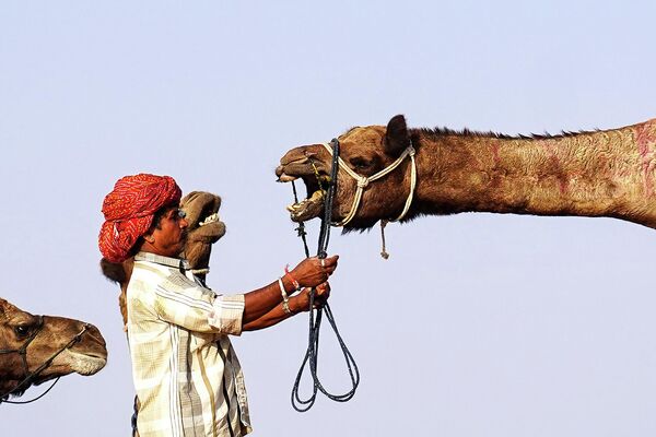 Погонщик на ярмарке верблюдов в Пушкаре в индийском штате Раджастан - Sputnik Грузия