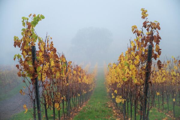 Осенний туман покрывает виноградники в Вольксхейме, Франция - Sputnik Грузия
