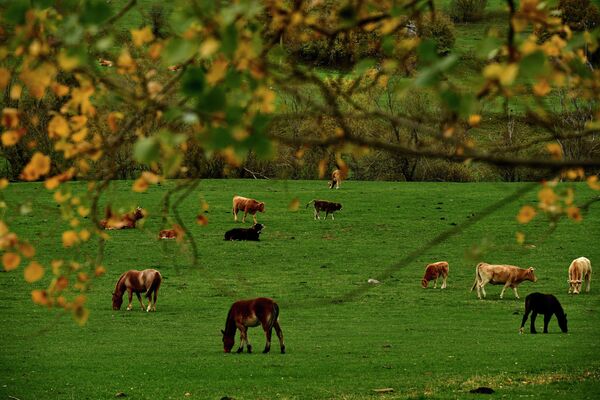 Коровы и лошади пасутся на лугу осенним днем недалеко от Риано в северной Испании - Sputnik Грузия