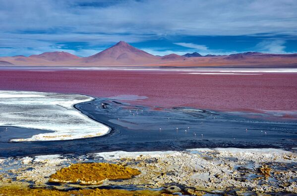 Минеральное озеро Лагуна-Колорадо в Боливии, цвет которого обусловлен осадочными породами, а также пигментацией водорослей - Sputnik Грузия