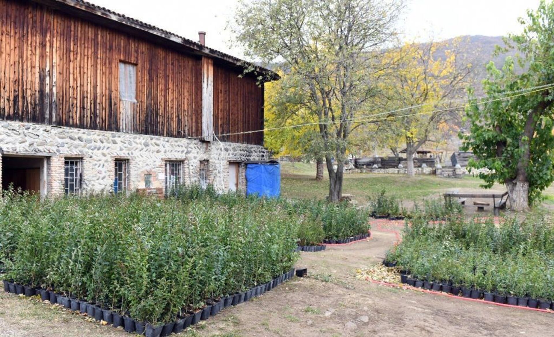 На территории Этнографического музея посадили саженцы деревьев - Sputnik Грузия, 1920, 17.11.2022