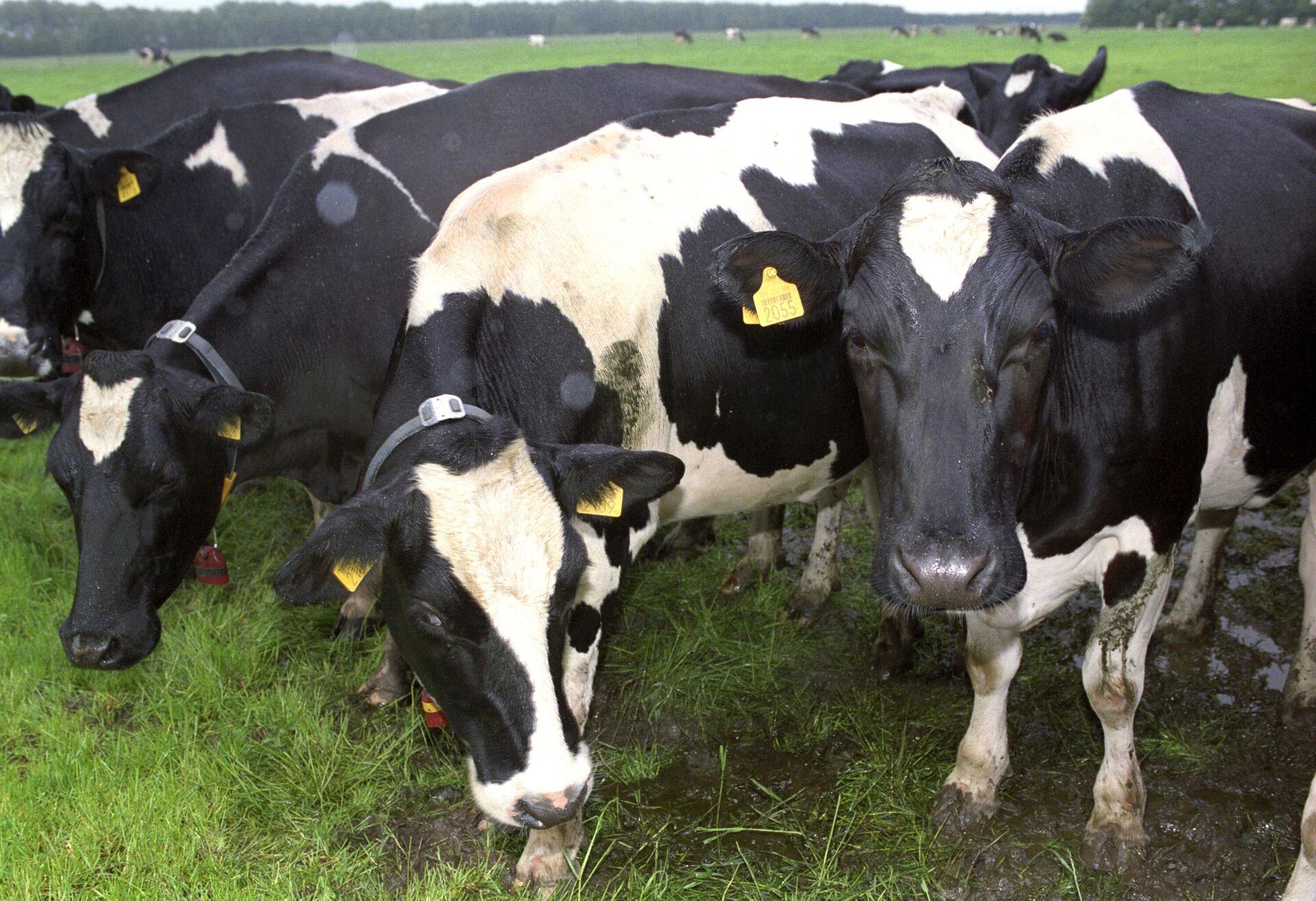 Стадо коров частной фермы под Роттердамом. - Sputnik Грузия, 1920, 26.08.2025