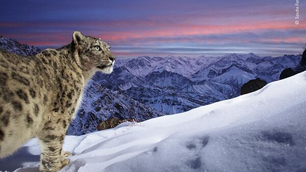 Снимок World of the snow leopard немецкого фотографа Sascha Fonseca, попавший в шортлист конкурса Wildlife Photographer of the Year People's Choice Award 2022 - Sputnik Грузия