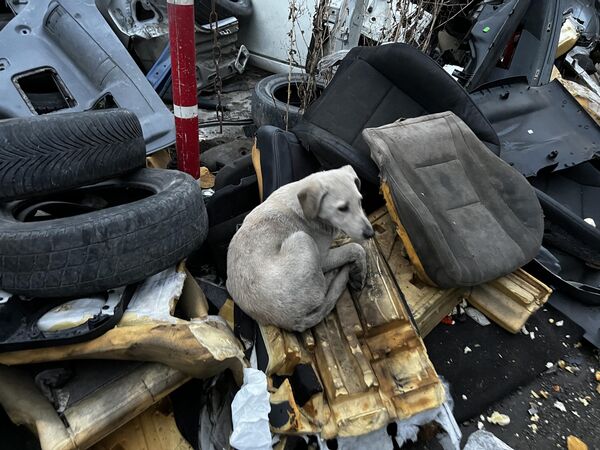 Бездомная собака нашла себе дом среди покореженных и старых машин - Sputnik Грузия