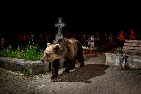 Снимок &quot;Медведь на заднем дворе&quot; голландских фотографов Дэвида Хупа и Михиля ван Ноппена  - Sputnik Грузия