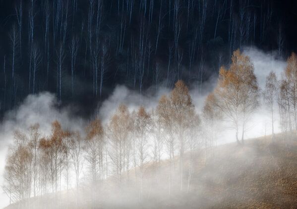 Снимок &quot;Холодно и тепло&quot; румынского фотографа Соаре Лаурентиу, победивший в категории &quot;Растения и грибы&quot;  - Sputnik Грузия