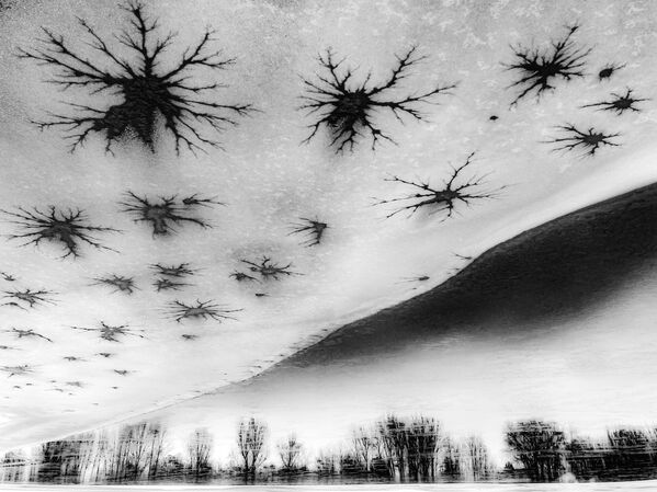 Снимок &quot;Деревья и звезды&quot; венгерского фотографа   Чаба Дароци, победивший в категории &quot;Природа&quot; - Sputnik Грузия