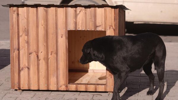 გორში მიუსაფარი ძაღლებისთვის ხის სახლები დადგეს - Sputnik საქართველო