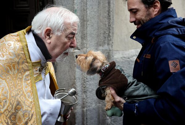 Священник благословляет собаку в День святого Антония, покровителя животных, в Мадриде - Sputnik Грузия