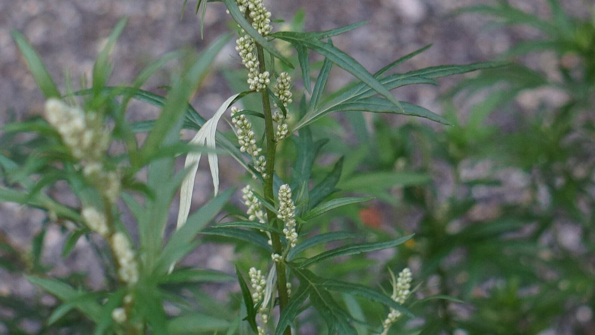 მცენარე მამულა - Artemisia Vulgaris - Sputnik საქართველო, 1920, 24.01.2023