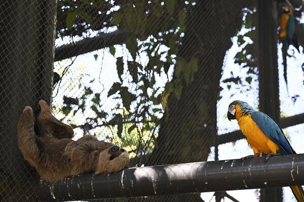 Ленивец и попугай ара в бразильском зоопарке - Sputnik Грузия