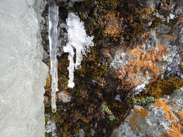 На подходе к цитадели можно увидеть мшистые скалы. Мох и лед в лучах солнца переливаются и удивляют буйством красок. На скалах можно даже обнаружить интересные растения, которые неплохо переносят зиму - Sputnik Грузия