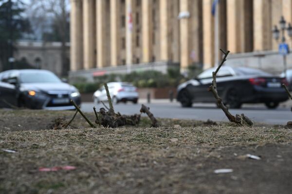Многие кусты, которые были высажены на газонах вокруг парламента, оказались уничтожены во время разгона и беспорядков. - Sputnik Грузия