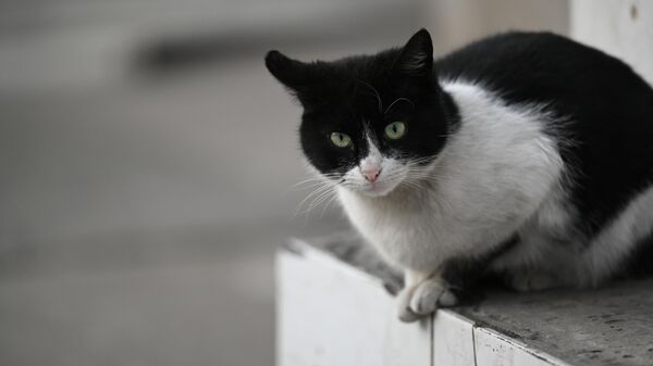 Бездомный кот - Sputnik Грузия