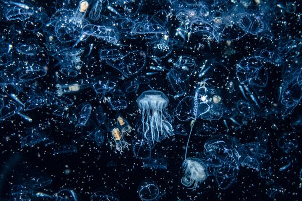 Снимок &quot;Добро пожаловать в зоопарк&quot; автора Хенли Спайерса. &quot;Однажды ночью на островах я столкнулся лицом к лицу с планктоном в невероятных масштабах. Это выглядело как миллион сфер яркого цвета, как будто содержимое мешка с фасолью высыпали в море. Этот суп из планктона привлек целую армию медуз&quot;, – рассказал фотограф - Sputnik Грузия