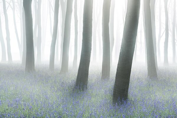 &quot;Мистический лес&quot;. Автор Филип Селби Бич. На холме Бэдбери в Оксфордшире есть чудесные буковые леса. Каждую весну здесь расцветают поляны колокольчиков - Sputnik Грузия