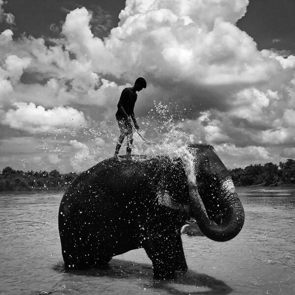 &quot;Моющийся слон&quot; фотографа Шуолонга Ма признан лучшим в категории &quot;Черно-белое фото&quot; - Sputnik Грузия