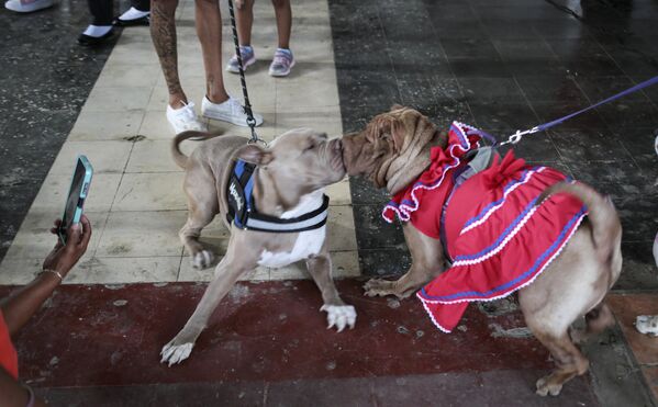 Собаки во время мессы в честь дня святого Лазаря, считающегося покровителем собак, в церкви Магдалены в общине коренных народов Монимбо в Никарагуа - Sputnik Грузия