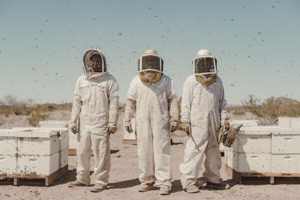 Афредо Фиерро и его сотрудники Убальдо и Хосе во время ухода за пчелами в пустыне Аризоны недалеко от Вендена. Работа фотографа Йонас Како. - Sputnik Грузия