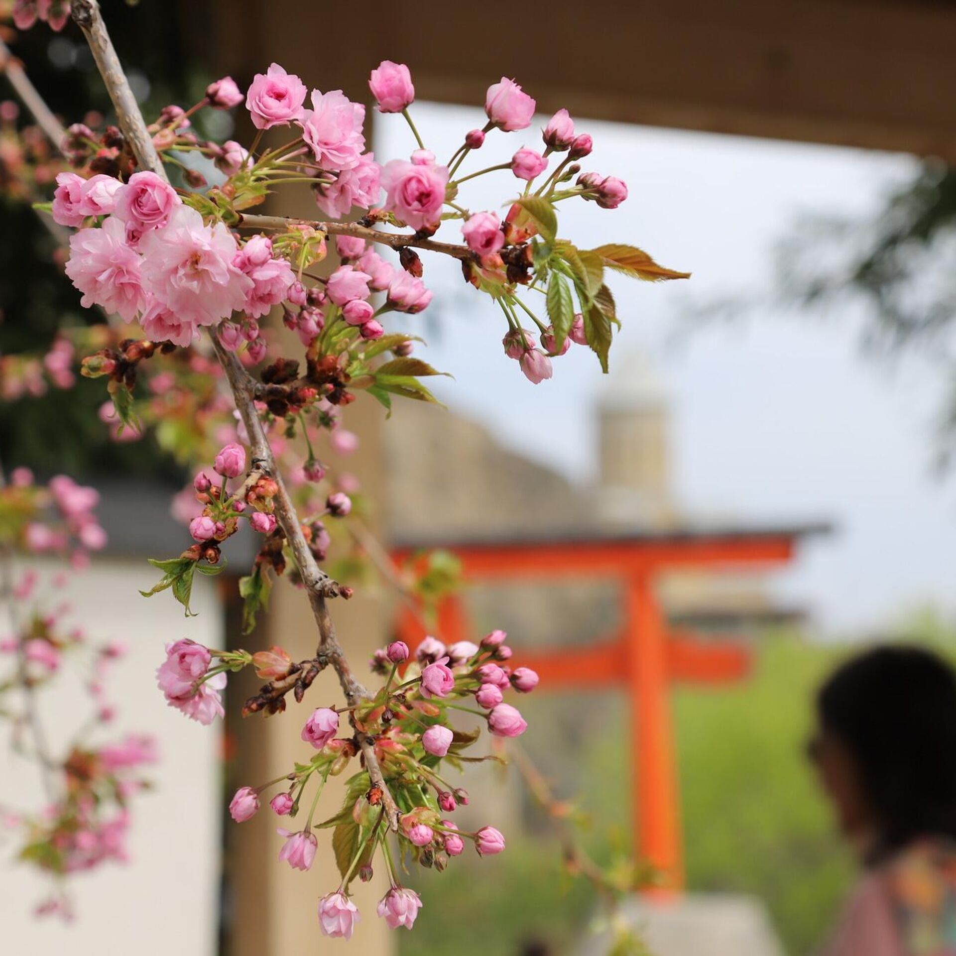 Сакура цветет дней