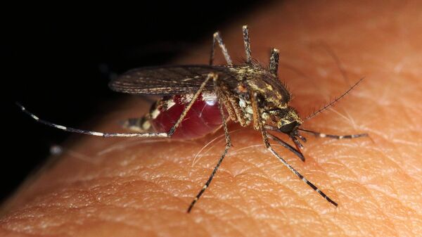 მალარიის კოღო - Sputnik საქართველო