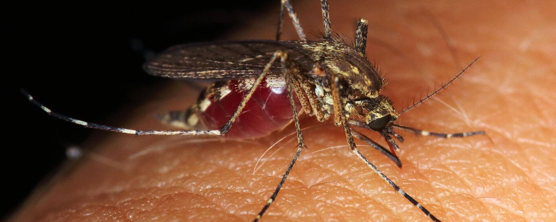 მალარიის კოღო - Sputnik საქართველო, 1920, 11.06.2019