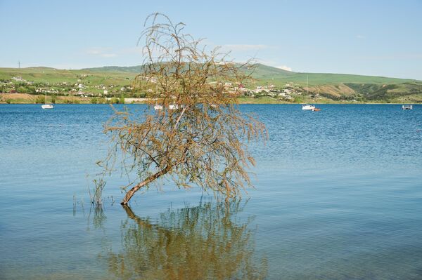 Некоторые из деревьев словно растут из-под воды. Все дело в том, что сейчас уровень воды в Тбилисском море максимальный и часть берега затоплена. - Sputnik Грузия