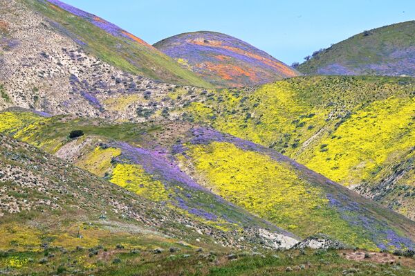 В Калифорнии после десятка лет засухи массово распустились разные виды цветов. - Sputnik Грузия