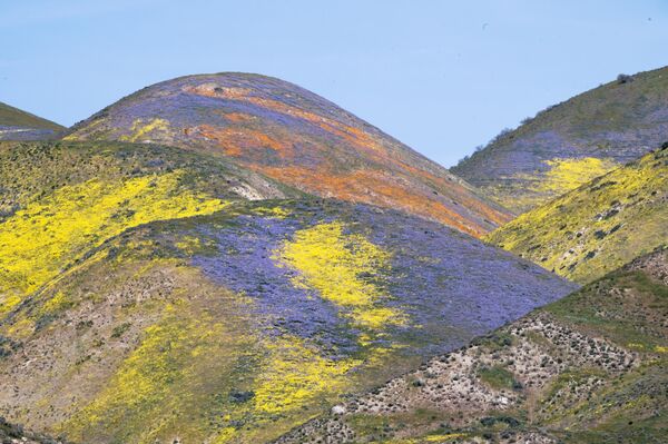 Цветение диких цветов на территории Национального памятника равнины Карризо в Калифорнии. - Sputnik Грузия
