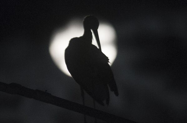 Аист на фоне полутеневого лунного затмения, Македония. - Sputnik Грузия