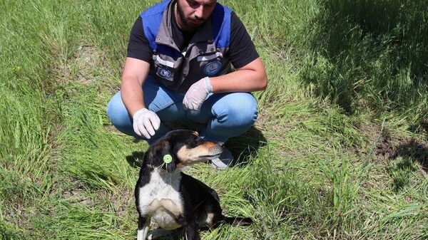 Спасатели достали собаку из десятиметрового колодца в Тбилиси - Sputnik Грузия