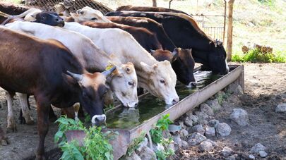 Коровы в регионе Самцхе-Джавахети