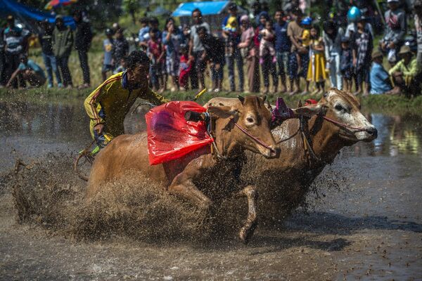 Традиционные гонки на быках Karapan Sapi Brujul в Индонезии. - Sputnik Грузия
