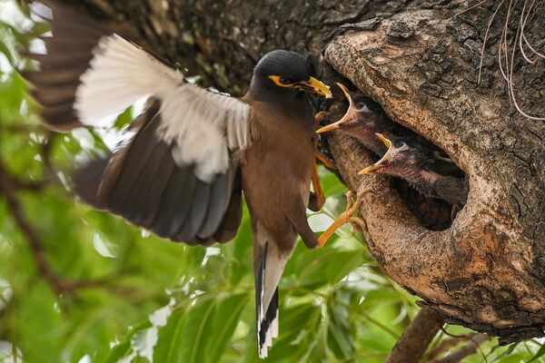 Майна кормит птенцов в гнезде на дереве в Исламабаде. - Sputnik Грузия