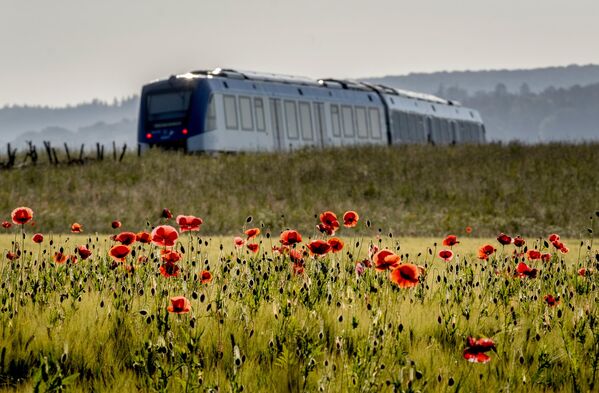 Поезд на водородном топливе на фоне макового поля в регионе Таунус недалеко от Франкфурта. - Sputnik Грузия